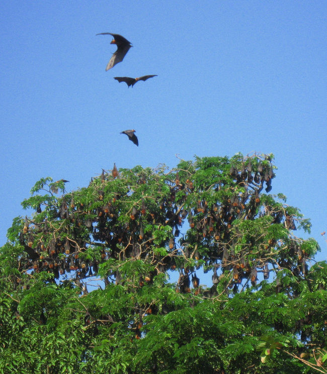 すっきりと体の修理は済んだので、装備の修理へ向かう。<br /><br />まずはカナル型ヘッドフォン(耳の穴に差し込むやつ〜耳栓にもなって便利〜特にミャンマーでは)の左側が壊れたので、修理。<br /><br />半田付けは得意なので、『Prince Hotel』を出てすぐ右側にある修理やさんに、まったくの飛び込みで「半田ごてはありますか（英語）」と聞いてみたら「yes」。<br /><br />カナル内部のここが断線しているので半田付けしたい、と言うと、うなずき。<br /><br />自分から英語は話さないけど通じている人って多い。だから怖い。<br /><br />なんだかんだで、結局はその人に半田付けを2箇所してもらって、修復。30分ほど。200Kだって。<br /><br />「ありがとう。すごいよ。500K受け取ってください。（英語）」<br />「（笑顔）」<br /><br /><br />で、写真はシットウェー大学近くの、フルーツバットの木。