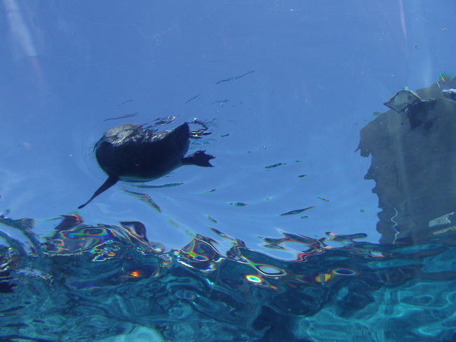 空飛ぶペンギンです。