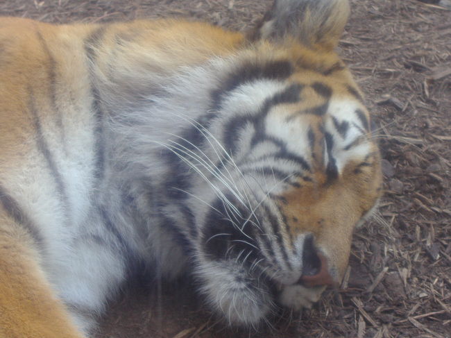 虎も寝ていました。
