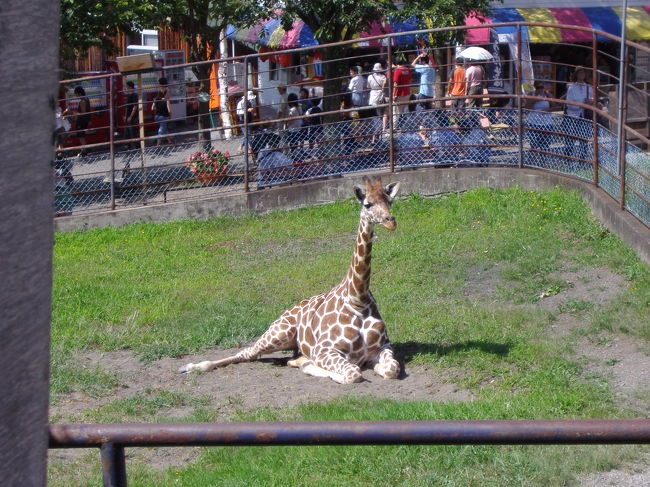 きりんのまりもちゃんです。