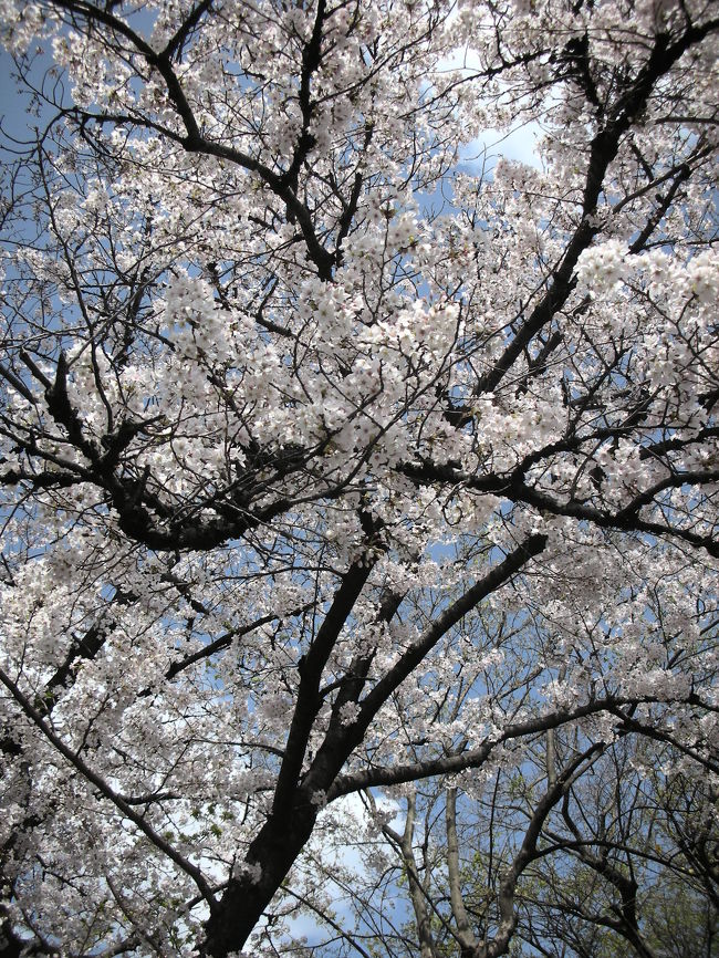 荒子観音の裏手にある荒子公園では、桜が満開でした。