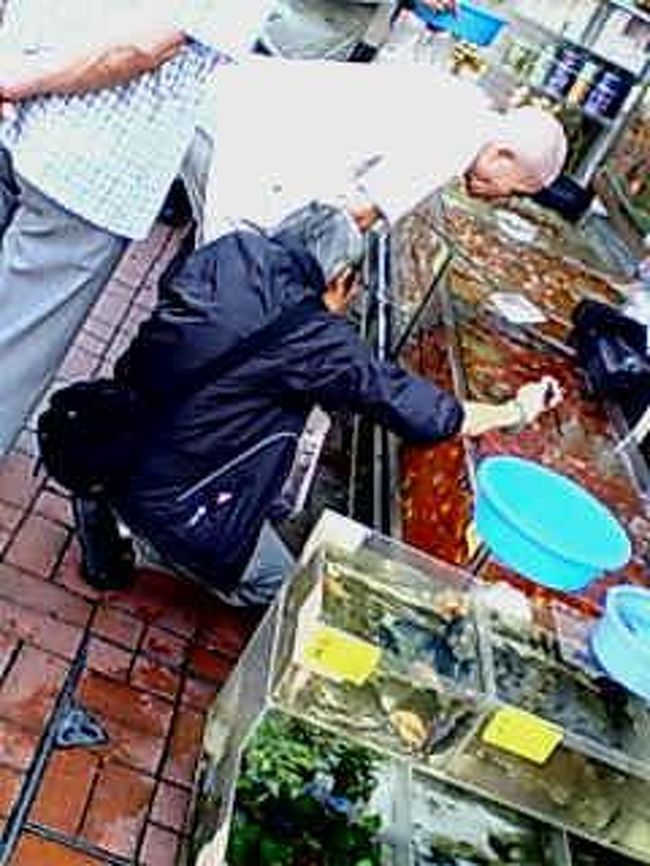 金魚街へ。<br />香港人にとって金魚は風水的に縁起がよいらしい。<br /><br />いい年をしたおじさま達が、<br />自分好みの1匹を求めて必死の形相で探していました。
