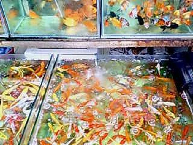 水槽には、金魚がいっぱい！！！！