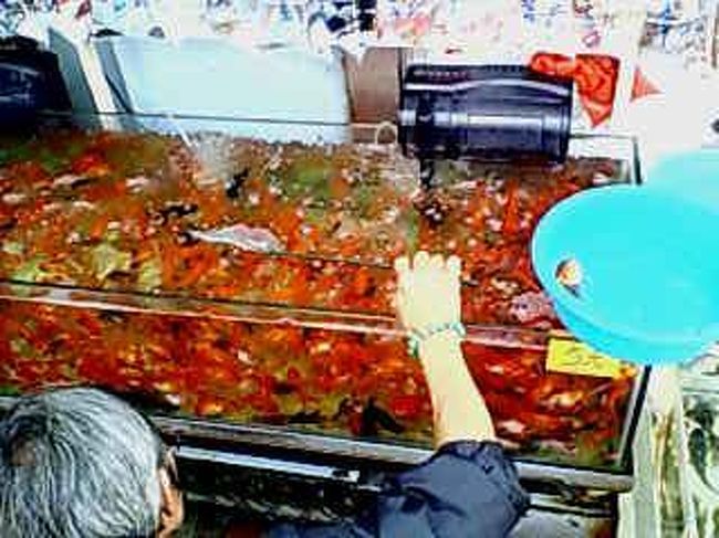 まだまだ探す、おじさま。<br /><br />一匹は見つかったようですね、<br />水がなくて苦しそうな金魚。