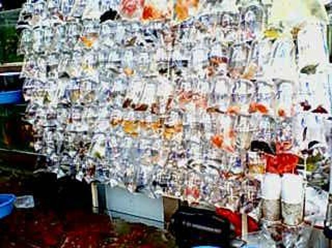 水槽だけではなく、コレなんだ！？と<br />近寄ってみると、なんとビニール袋に金魚が！！<br />