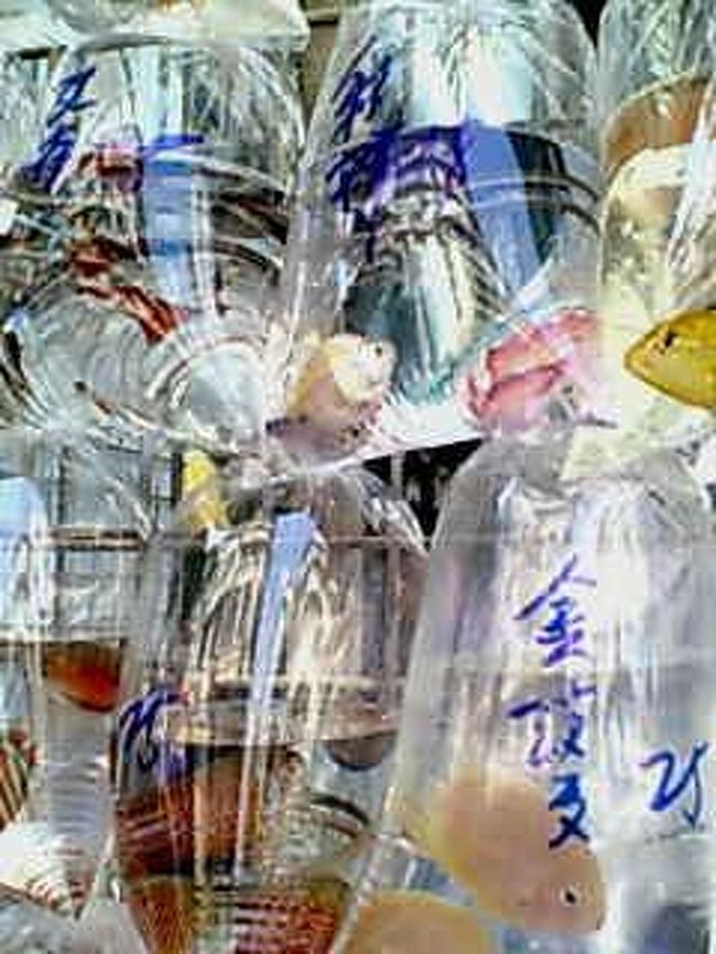 近寄ってみました。<br />カラフルな熱帯魚が入ってるぅー