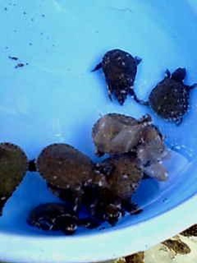 すっぽんの子供も売られてました。<br /><br />ここからまた、究極の一匹を探すのかねぇ？