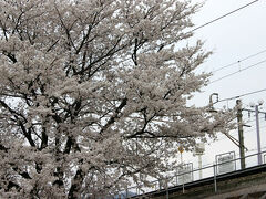 駅前には、ホームに沿って桜並木が続いている。
ほぼ満開で、とてもきれいだった。