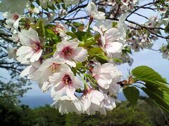 続いて大島公園へ。桜がきれいです。
