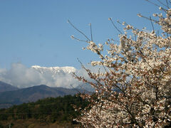 目を転じると、桜越しに南アルプス前衛の鳳凰三山も見える。
雲が掛かっていたが、山頂が顔を出していた。