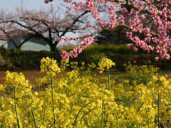 新府城跡の麓を抜けたあたりからが新府桃源郷。
菜の花と桃が春を謳歌している。