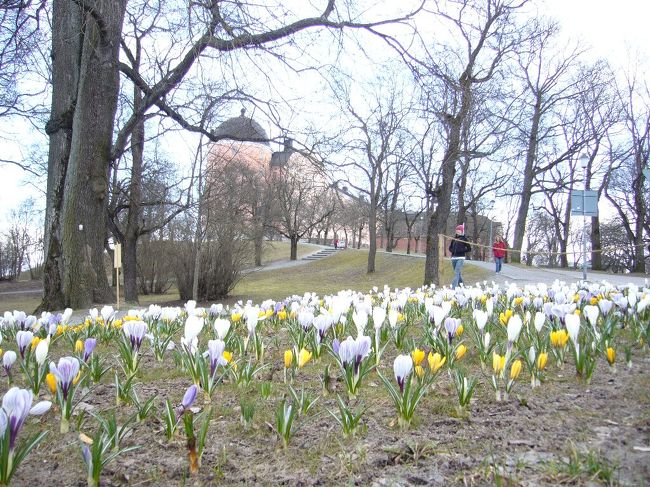 ウップサーラ城。グスタフ・ヴァーサ王が１６世紀に建設を始めたそう。丘の上に立っているので、ウップサーラの景色が一望できます。また敷地には昔のとりで跡や大砲などもあります。