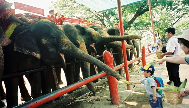 アユタヤエレファントパークにて。<br />象にえさをやって喜ぶ息子