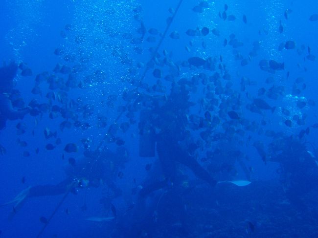 写真が暗いですが・・・<br />カスミチョウチョウウオがいっぱいのポイントでした。<br /><br />指先をこすってるだけで、いっぱい寄ってきます。