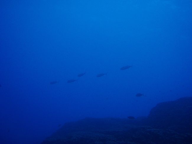 2本目　アイスクリーム<br /><br />遠くにイソマグロYgがいました。<br />リクエストのあったイーグルレイは今年は<br />不発だということで、エイを見にここへ行きました。<br />・・・が、見れたエイは3枚のみ。<br />しかもキレイに撮れませんでした^_^;<br /><br />