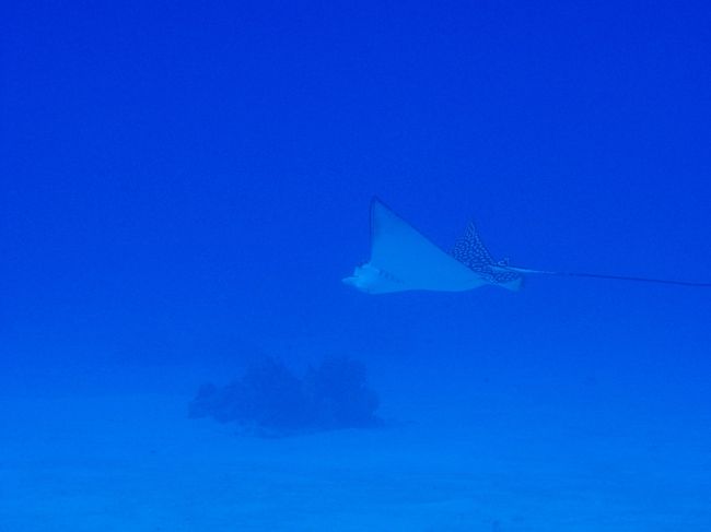 ビーチでもマダラトビエイが見られました。<br />しばらく私たちの周りに居ました。<br /><br />海が荒れていた為、エキジットのときはかなり疲れました。ロープを握り締めて、貞子の様になりながら・・・。