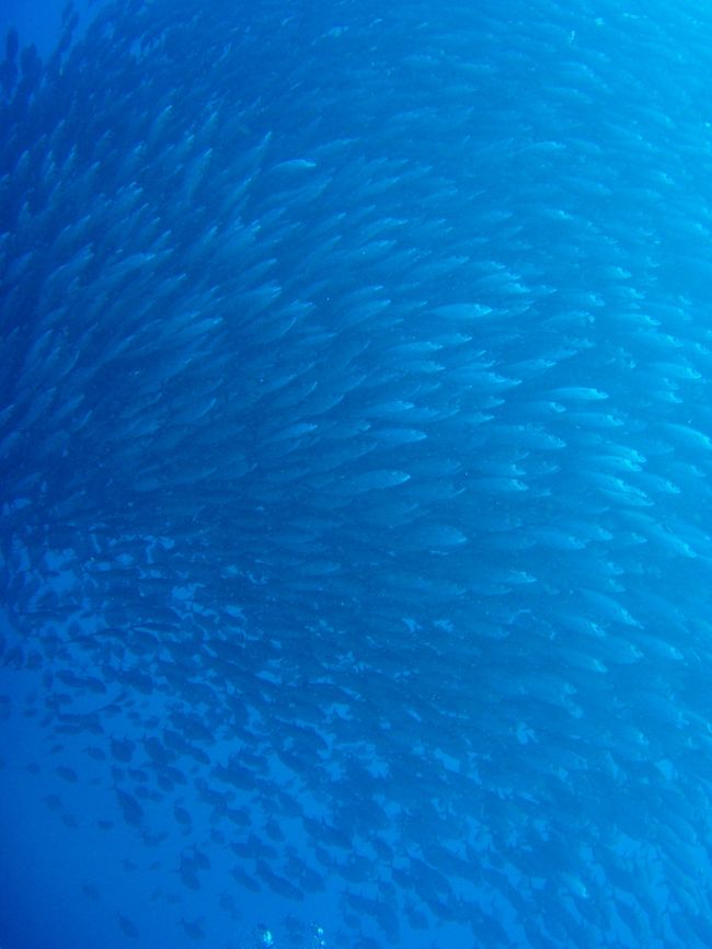 アジ・アジ・アジ！！<br />