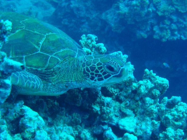 ずっとここに居ました。<br />