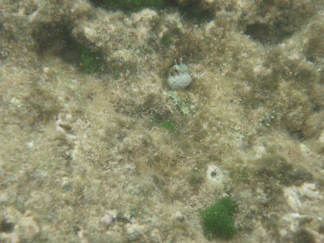 すごく小さいですが、<br />モンツキカエルウオです。<br /><br />オブジャンでも見たけど、<br />ラウラウでは水深30センチ位で見られました。<br />