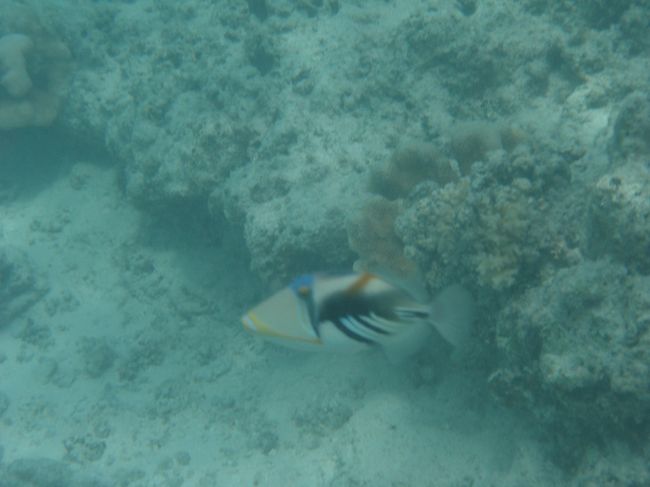 ムラサメモンガラ<br /><br />魚肉ソーセージによってきました。