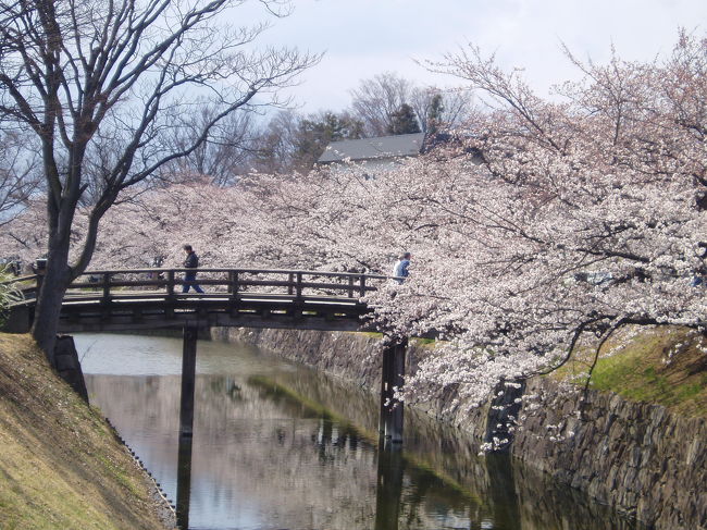 桜咲く松本 別枠 桜特集 松本 長野県 の旅行記 ブログ By Chun Chunさん フォートラベル