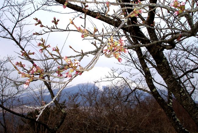晴れていても空の色が薄蒼で雪を被った富士が霞んでしまいます。<br /><br />桜の花が咲くのが多分一週間後、蕾が咲く準備中でした。