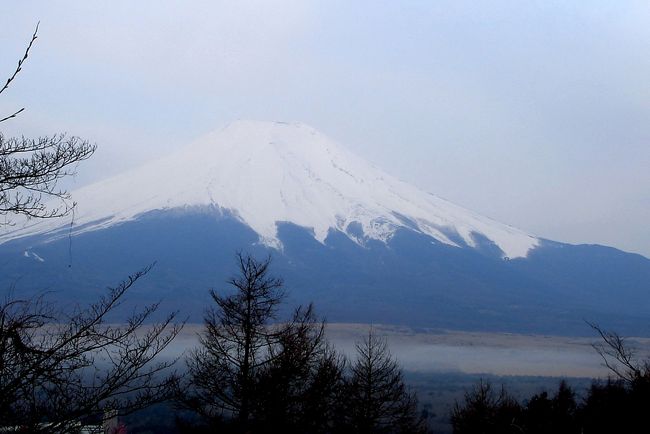 ホテル・マウント富士は丘の上にあります。　翌１１日の早朝、約１．４キロの坂道を富士山を見ながら降りて山中湖畔に行きました。<br /><br />坂道は桜並木、後１０日位で満開になるのでは。