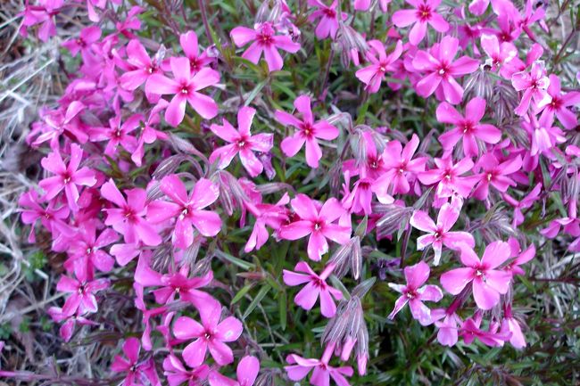 坂道に生える花、サクラに似ているのでサクラ草かも知れません。