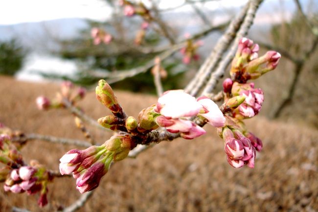 咲こうかどうしようかと迷う蕾。