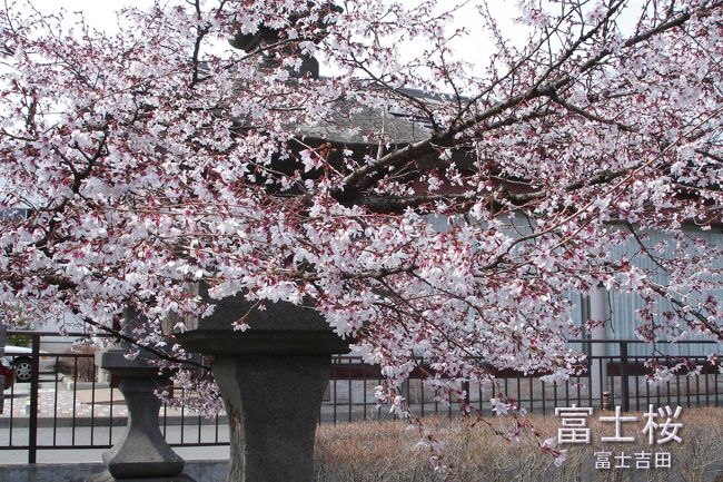富士吉田駅近くにあるお寺の桜。　富士桜と呼ばれる木（さくら）なのだそうです。