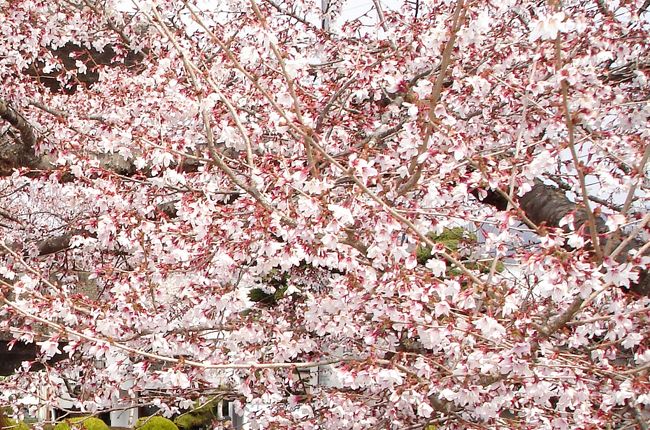 桜の花びらが一寸小さいような気がします。