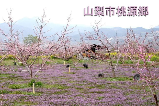 大月駅には山梨エリアのお出かけガイドが沢山おいてあります。　　今南カリフォルニアでも放映中の風林火山関連が多い中、「桃の花キャンペーン」と書いたパンフレットがありました。<br /><br />４月１日から２２日までをキャンペーン期間とし、笛吹、塩山、山梨市が桃の花お勧めコースとして出ていました。　我々は桃畑が駅に近い山梨市を選び見に行きました。