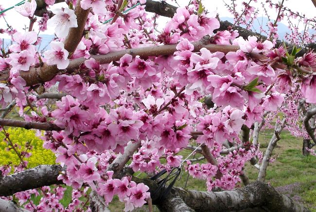 岡山は桃の産地で桃太郎の伝説がありました。　山梨も桃の産地で桃太郎の伝説がこの地にもあるのズラー。　　<br /><br />南カリフォルニアで放映されているテレビドラマ「花嫁は厄年ッ！」は確か福島が舞台、福島にも桃太郎がいたのでは。。。<br /><br />英語でビーチ、ラテン語の語源で「ペルシャのリンゴ」と云う意味なのですが原産地は中国のようですね〜。　日本では桃太郎と勇ましい男性の伝説が出来ていますがアメリカを含むその他の地ではピンク色の花と果物のせいでしょう「ビーナスの果実」とされています。　　米俗語では「愛される者」