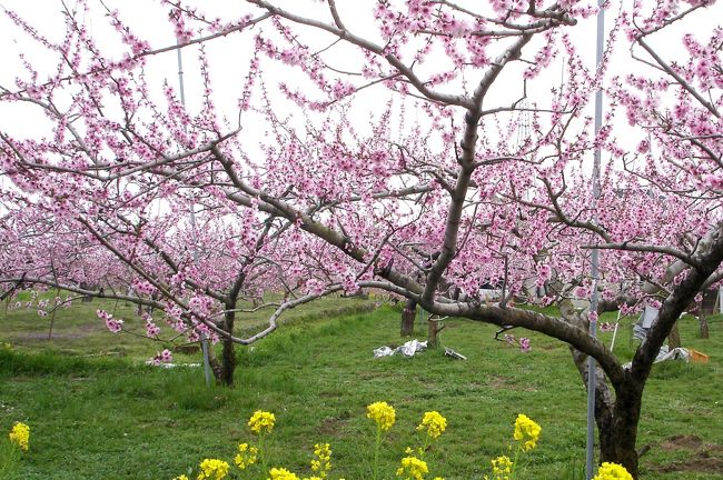 桃の木の下には菜の花がいっぱい。