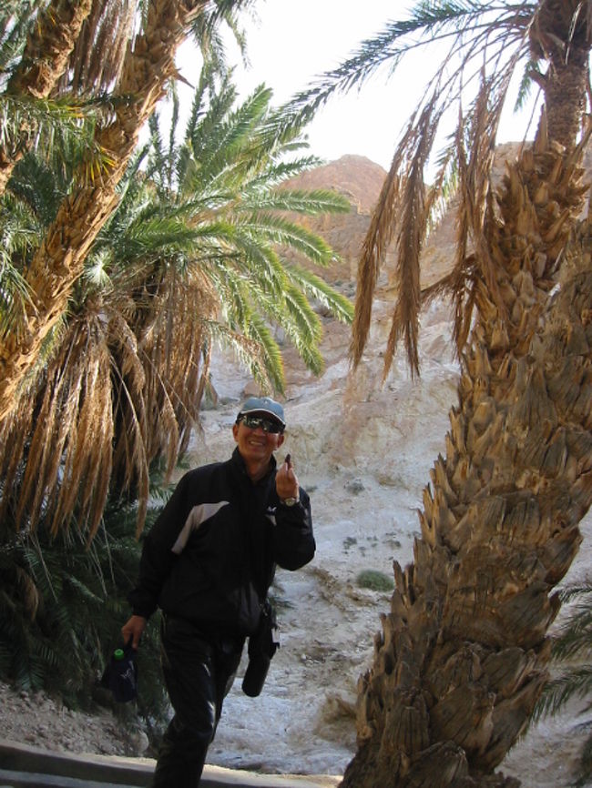 ナツメヤシの木の下で、このナツメヤシの実（デイツ）が甘くて美味しい（干し柿のような味）