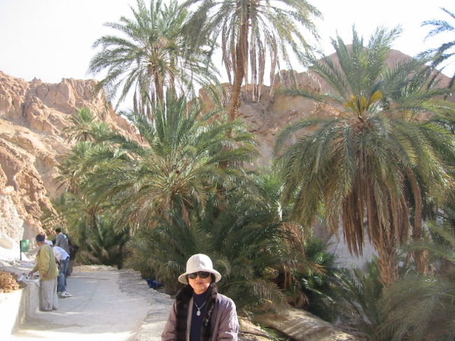 オアシスそのものの、やしの木