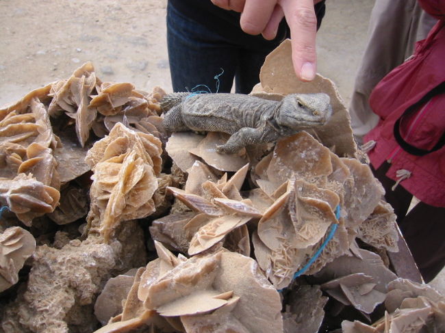 砂漠のバラとトカゲ