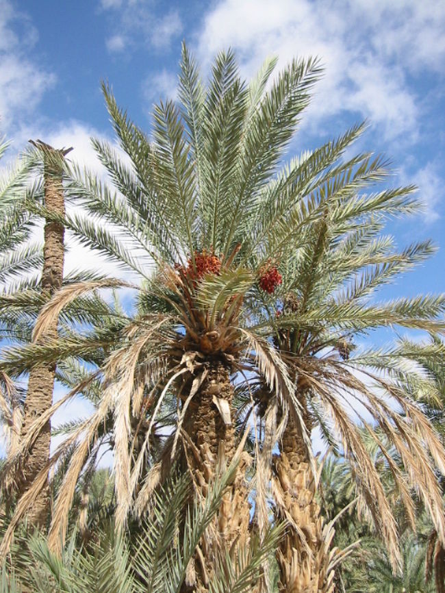 ナツメヤシの木、拡大してみてくださいね。<br />デイツ（実）が鈴なりに生っています。<br />ラクダの隊商隊には欠かせなかったものらしいです、他の食料が無くても水とデイツが有れば充分とか・・<br />滞在中に何個食べたか分からないくらい頂きました。