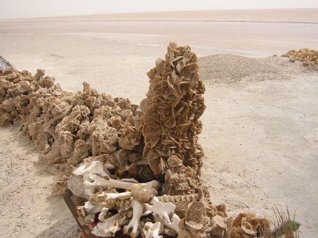 砂漠の薔薇が盛り上がっています・・・