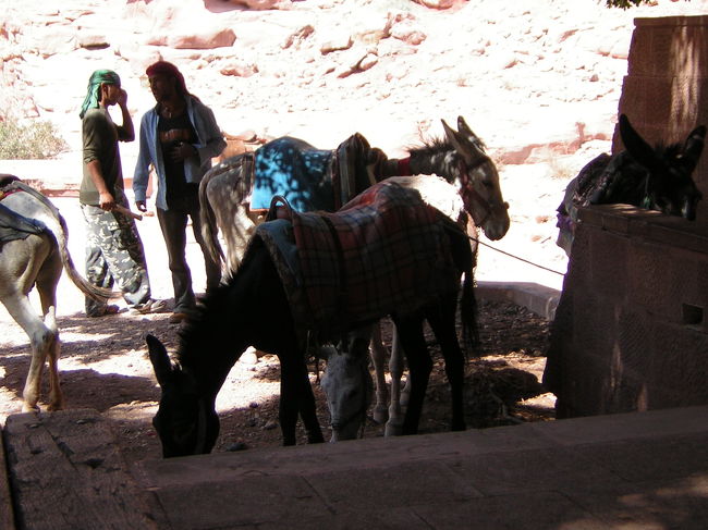 昼食後、エド・ディルを目指します。<br /><br />ロバにも乗れますが<br />山道でロバの足が滑ったりしたら<br />余計に怖いので、やめておきました。