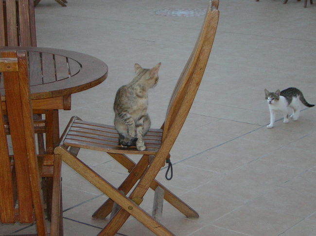 ホテルに帰ったのは７時過ぎ。<br />朝７時に出発したから<br />丸々12時間はペトラで過ごしたことに。<br />疲れたけど、充実感で一杯の一日でした。<br /><br />夕食をとろうと<br />レストランに向かうと、入り口に猫がいっぱい。<br />猫好きには、堪りませ〜ん。