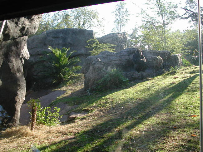 陽だまりのゴリラ