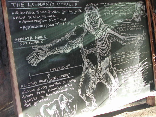 LOWLANDｺﾞﾘﾗの説明