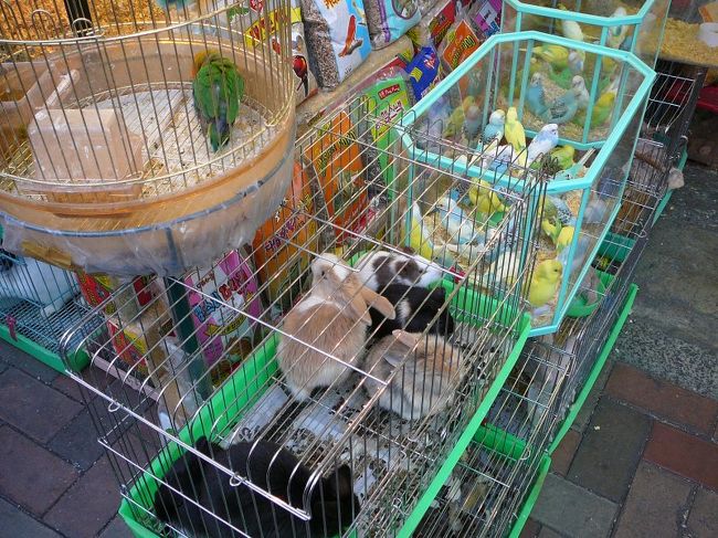 さてさて、フリマを一通り覗いた後は、ペット商街を覗くことにしました。ぶらぶらと。うさぎと鳥ね〜、、、。かわいいな〜♪