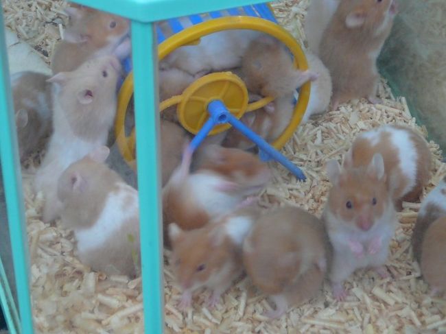 ああ・・・これは？はむちゃん！！たちっ！！？？<br />ハム口密度かなりなものです。いいのか！こんなに混んでいて？？