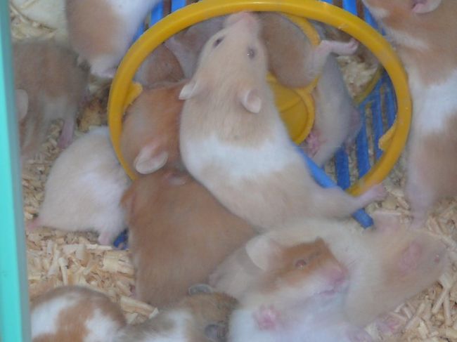 こんなに混みあったハムちゃん小屋みたことありません。圧倒されました。時々、全く動かないはむちゃんがいたりして、心配でず〜っと見ていたら、動きました。寝ていたらしい。こんな騒がしい中で！見習いたい！！