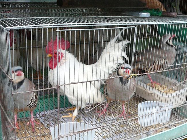 鳥。これだってペットですよね・・。しかし、めいっぱいじゃないのか？鳥小屋？？