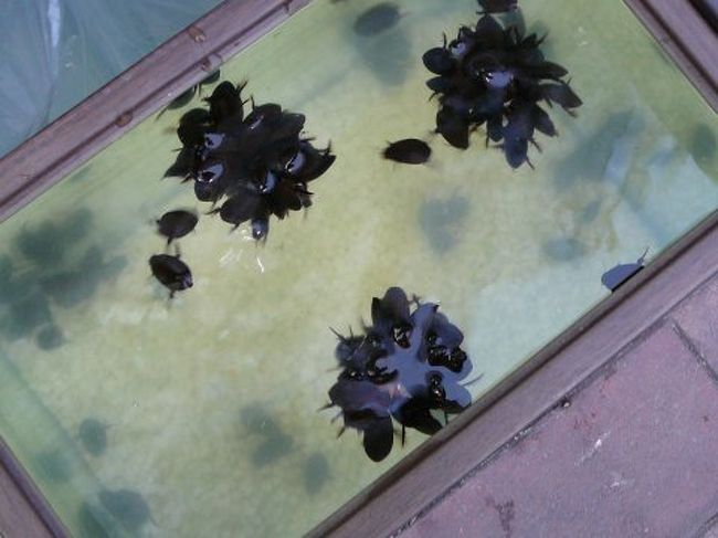 これもペットなんだよね〜・・・多分、私の知識の範囲ではゲンゴロウだと思う。子供の時に川？池・で見た気がする。でも、なんで真ん中に集まっているのか理由は分からない。えさに集まっているのか？こちらもはむちゃんたちに負けないくらい混みあっている。<br />もがき苦しんでいるようにも見えるが、そうではないらしい。それじゃぁ、売り物にならないものね。しかし、まじめにゲンゴロウは売られているんだ・・・。ペットとして・・名前もつけて貰えるんだろうな。<br />げんちゃんとか、五郎ちゃんとか・・・・。<br />ちなみに、最初見た時は、ゴキブリを売っているんだ！と思いました。国が違えばゴキブリも泳ぐのだと・・。色もお腹のところもそっくりでしたし。ここならありえると思った・・・。