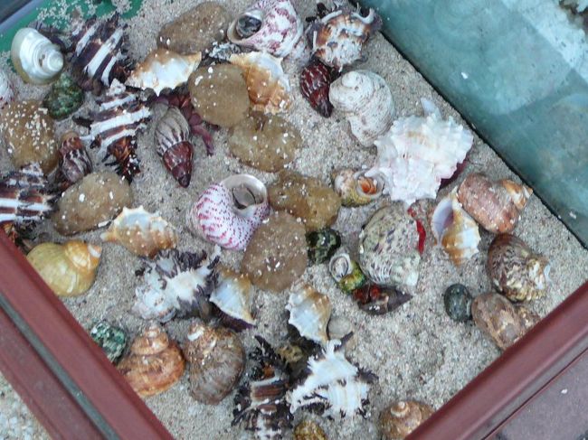 そうだよね〜これもペットだよね〜〜♪貝♪<br />もとい！やどかりの集団展示箱！貝売っているんだと思った。