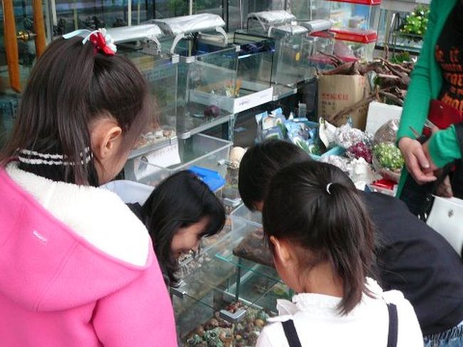 いました、いました！子供たちがヤドカリを買いに来ていました。お店のお姉さんがいろいろ説明してました。しかし、このペット商街、おっもろいです！<br />こんな売りかたありえるの？！というような展示の仕方です。面白かった〜。魚たちだって超！ラッシュアワー状態でした。